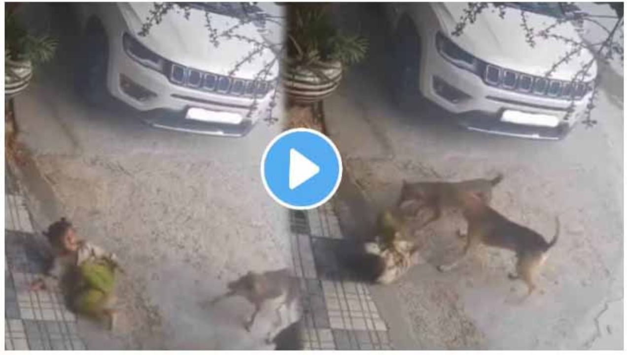 Dog Attacks Girl video