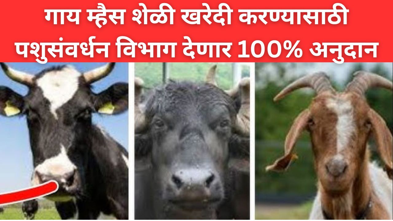 Animal Husbandry Department scheme