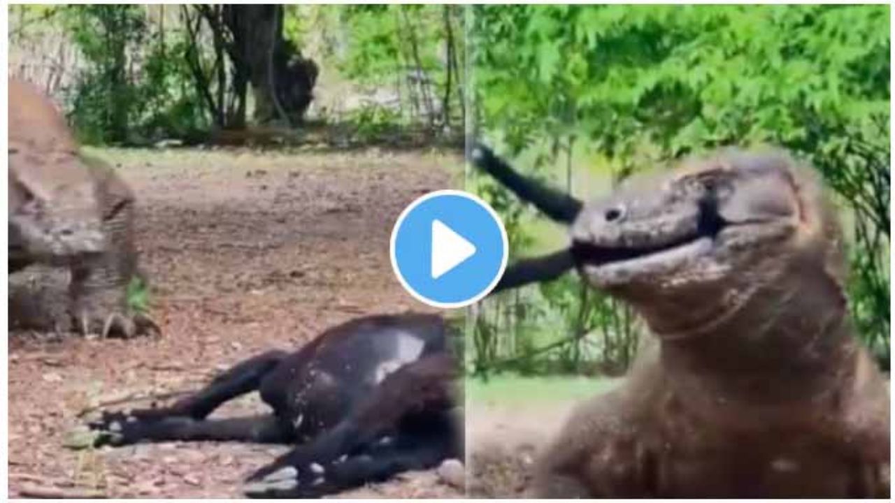 Giant Killed Goat