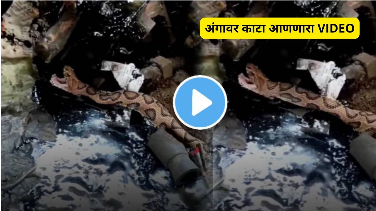 Snake viral video